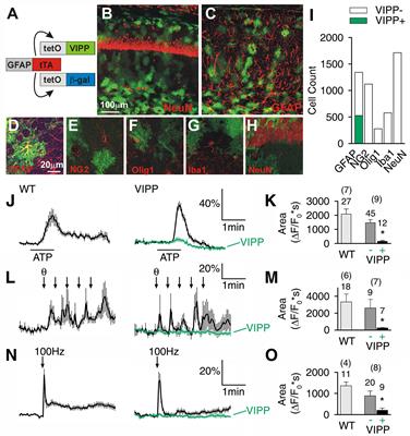 Astrocytic IP3/Ca2+ Signaling Modulates Theta Rhythm and REM Sleep